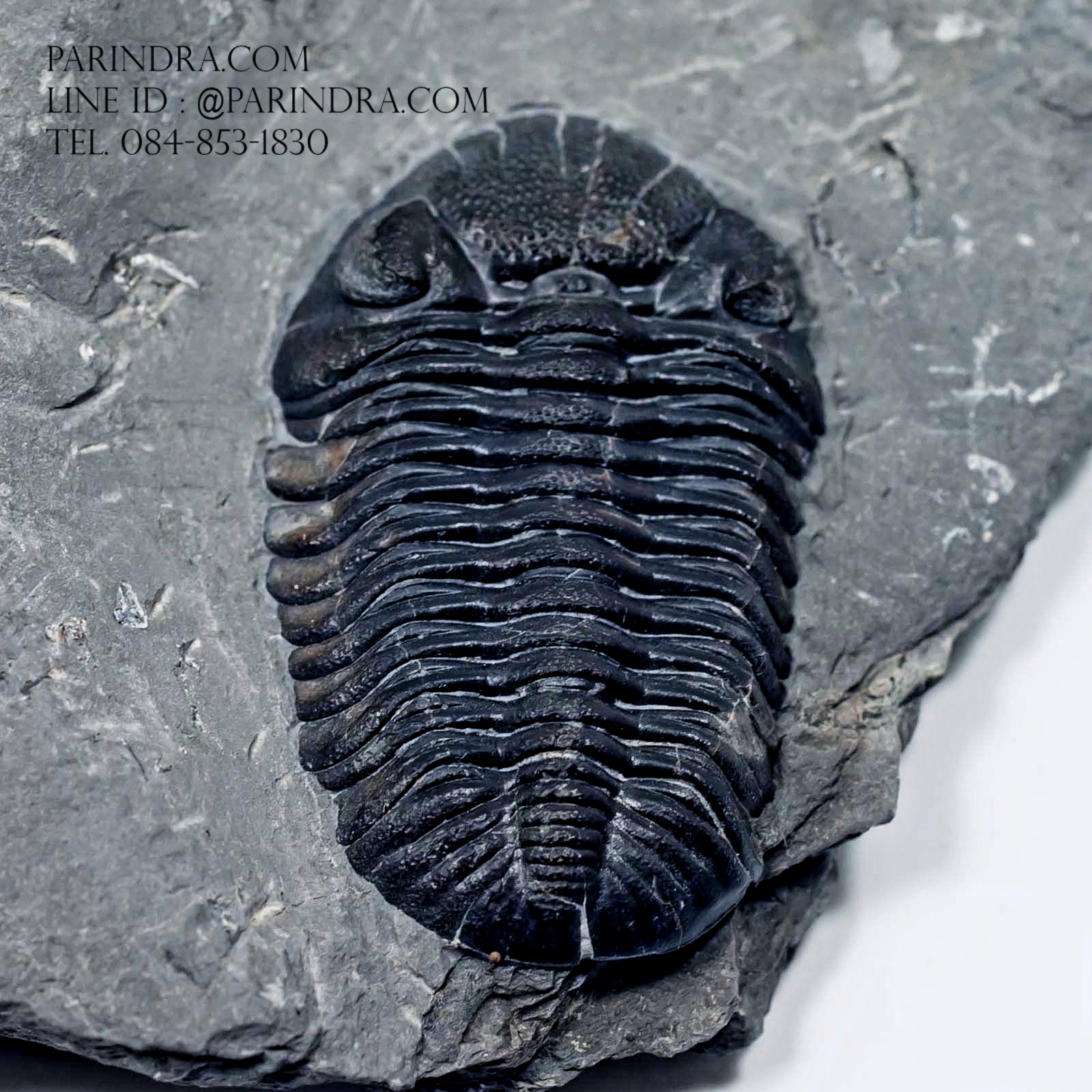 ฟอสซิล Trilobite Eldredgeops rana หายาก, USA #TLB011