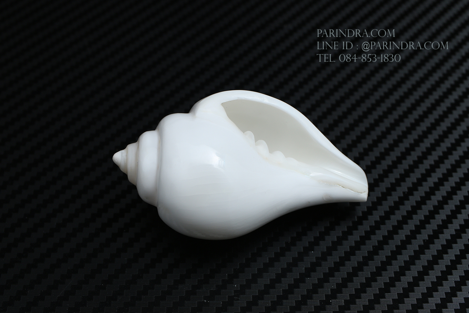 หอยสังข์อินเดียแท้ หอยสังข์เป่า หอยสังข์รดน้ำ (Turbinella pyrum) ขนาด 3 นิ้ว #TUP001