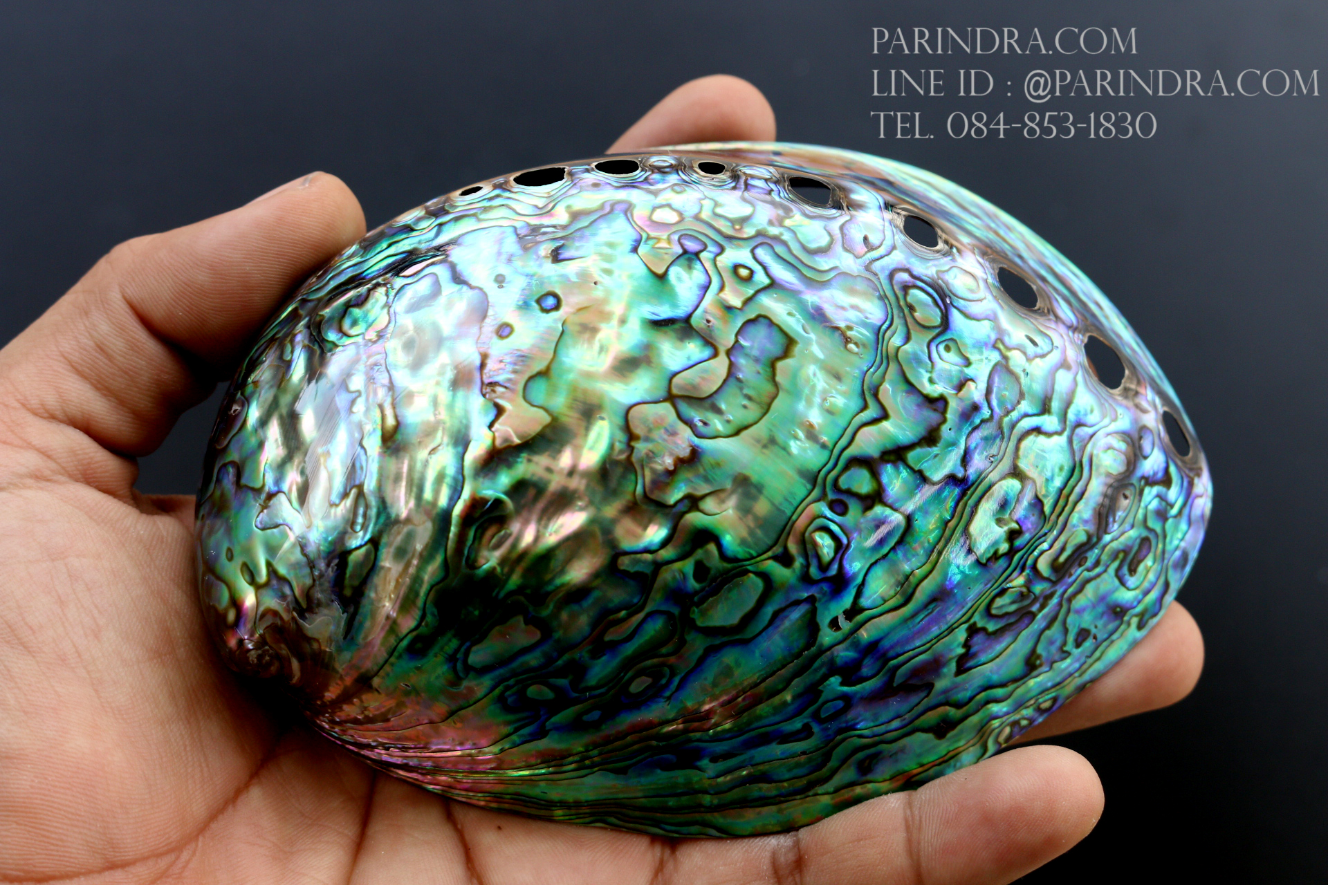 เปลือกหอยเป๋าฮื้อแท้ (Abalone) นิวซีแลนด์ ขัด สีปีกแมลงทับ HA003