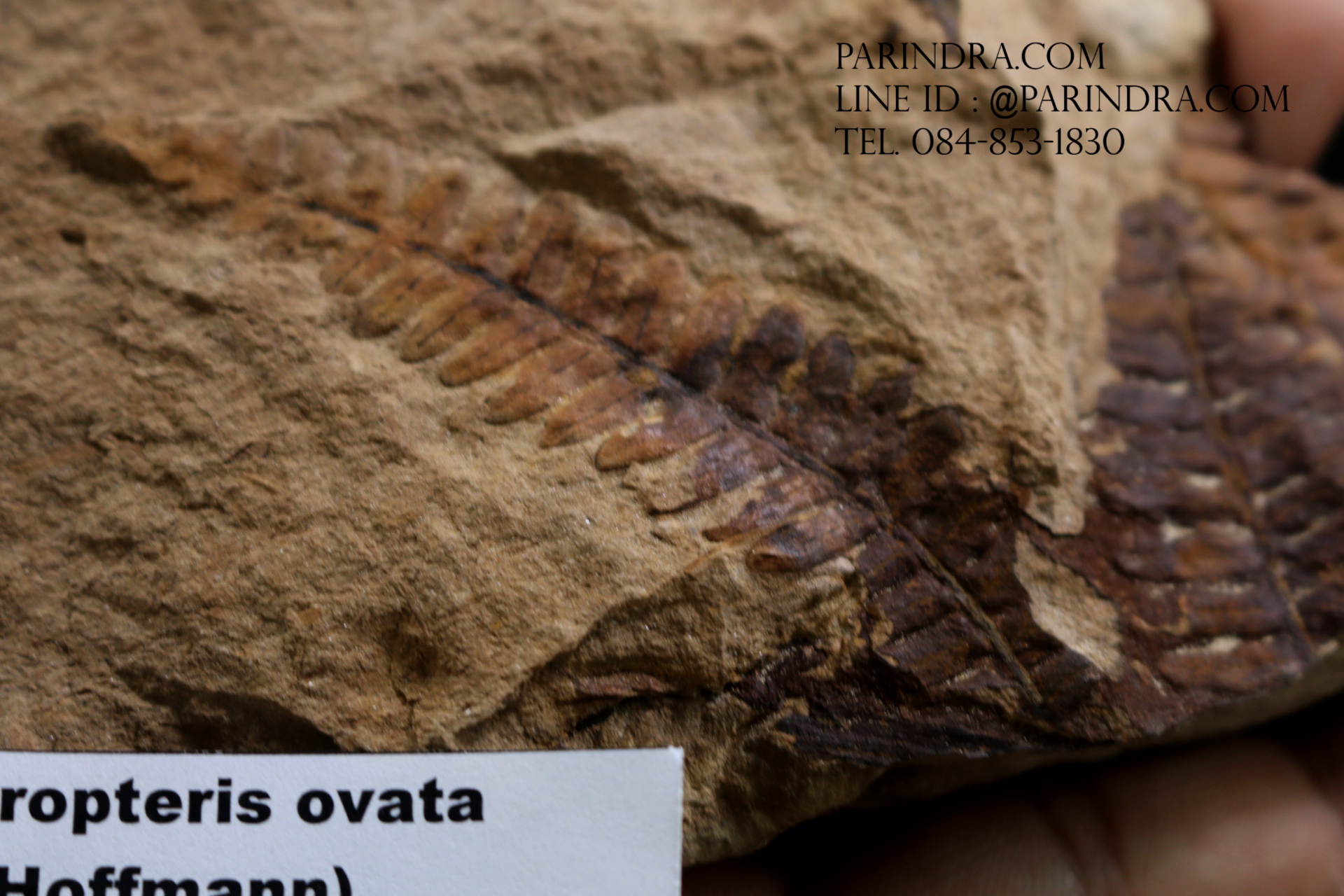 ฟอสซิลเฟิร์น ชนิด Polymorphopteris magdalenae จาก SPAIN #FRN006