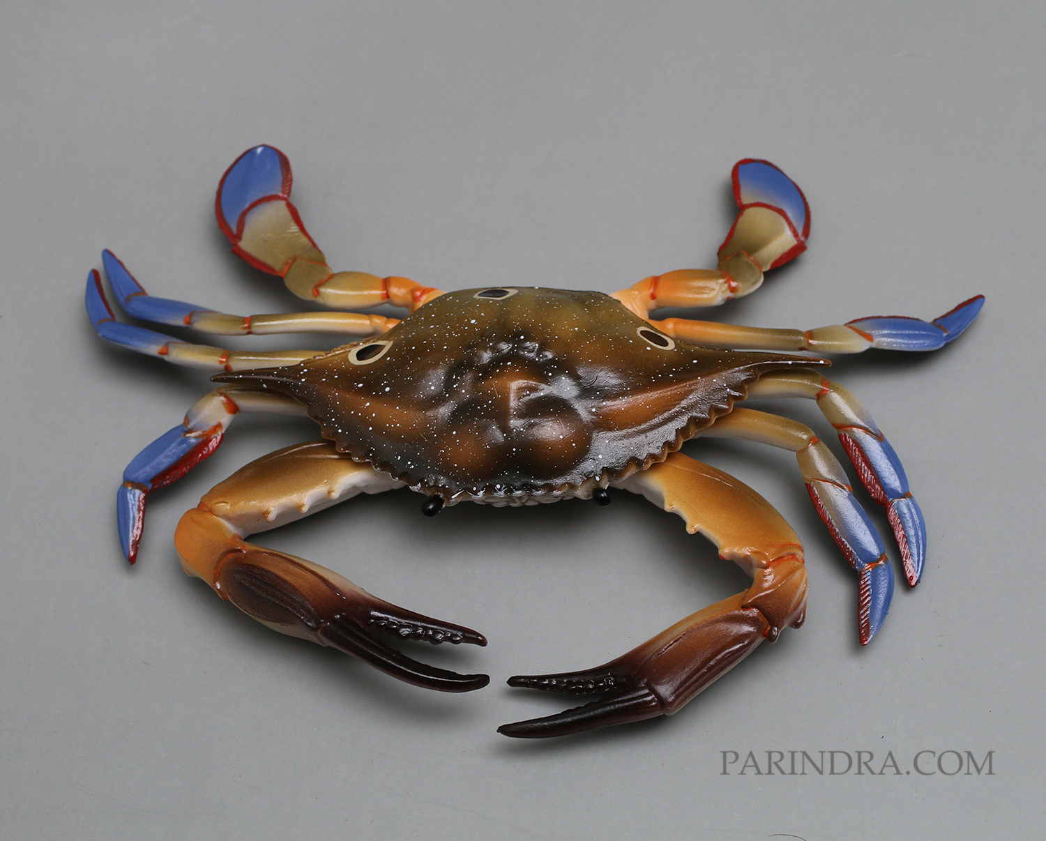 โมเดลจำลอง ปูม้าเพศผู้ ปูดาว สวยงาม เหมือนจริงมากๆ