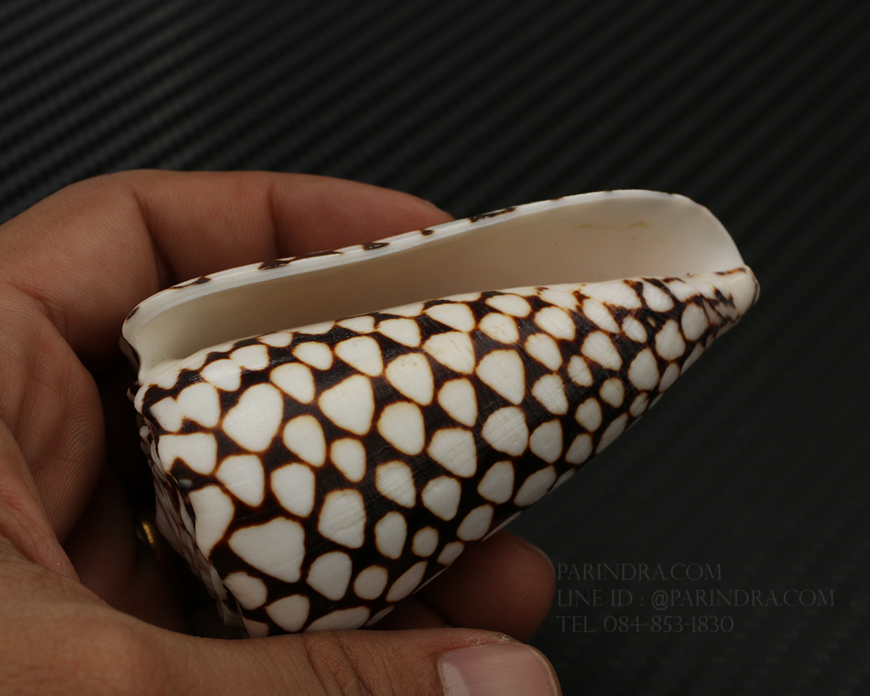 เปลือกหอยเต้าปูนลายจุด #Conus marmoreus ขนาดประมาณ 3 นิ้ว