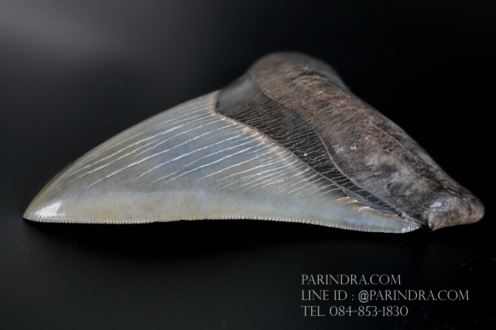 ฟันฉลามยักษ์เมกาโลดอน Megalodon 4.9" เกรด A ระดับโชว์ในพิพิธภัณฑ์ #MGT007