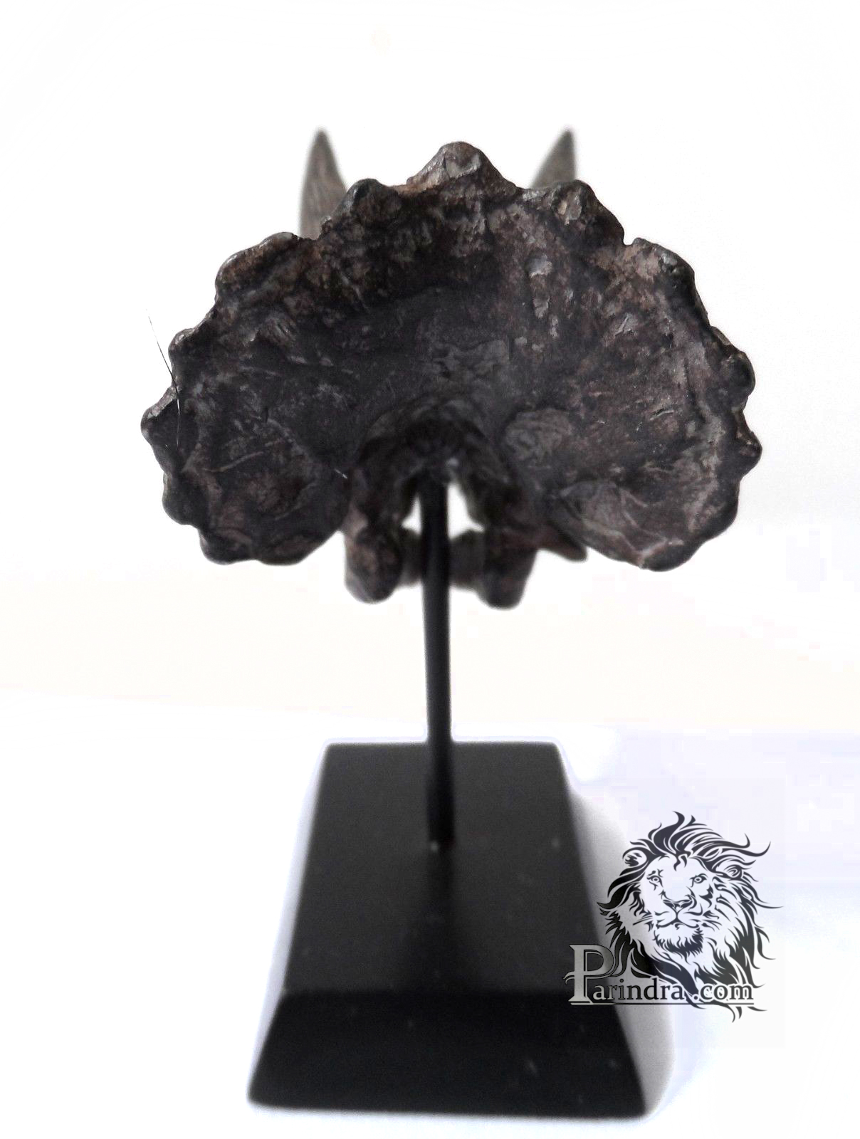 โมเดลฟอสซิล Triceratop ขนาดเล็กจำลองเหมือนมาก