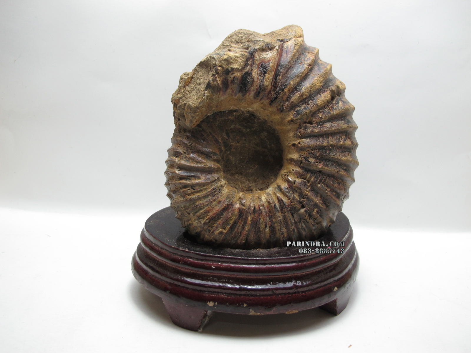ฟอสซิลหอย Ammonite (CRETACEOUS MANTELLICERAS) พร้อมขาตั้งโชว์