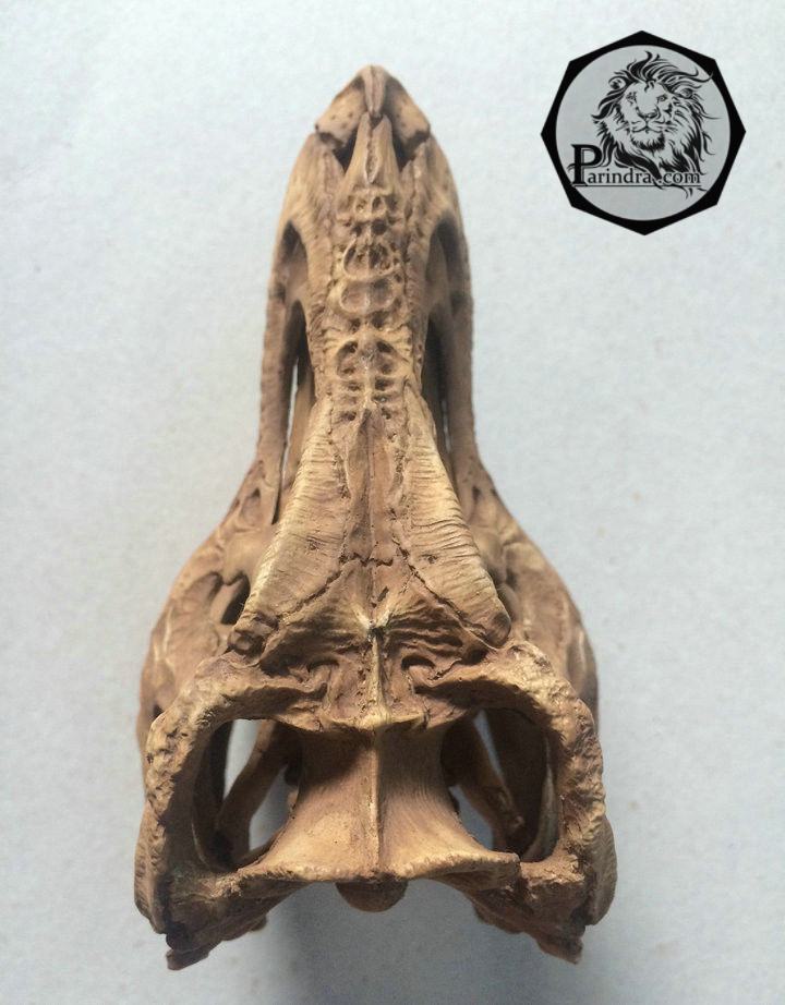 โมเดลจำลองฟอสซิลกระโหลก T-Rex (Tyrannosaurus Rex) ขนาด 1/12 เหมือนจริงมากมาก