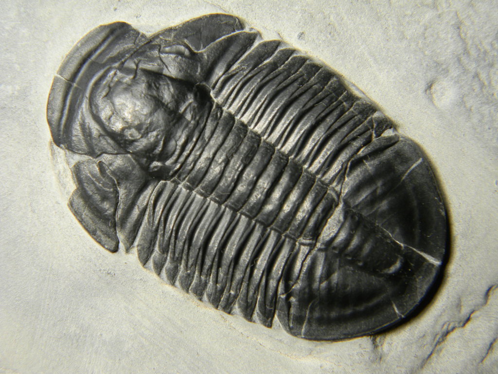 ฟอสซิล Trilobite จากรัฐ Utah USA #TLB001