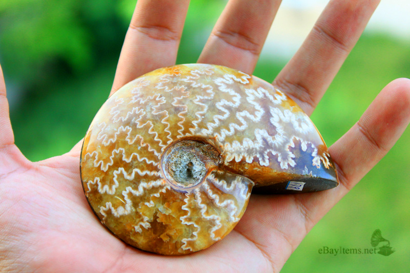 ฟอสซิลหอย Ammonite (Cleoniceras besairiei) L1