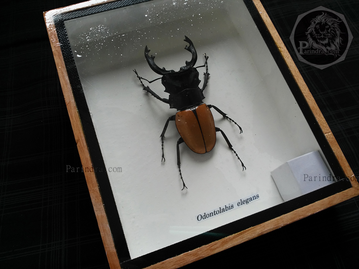 ด้วงคีมกว่างเหลืองเหนือ (Odontolabis mouhotii elegans) ในกรอบไม้น้ำตาล สำหรับตั้งโชว์ ขนาด 5x6 นิ้ว