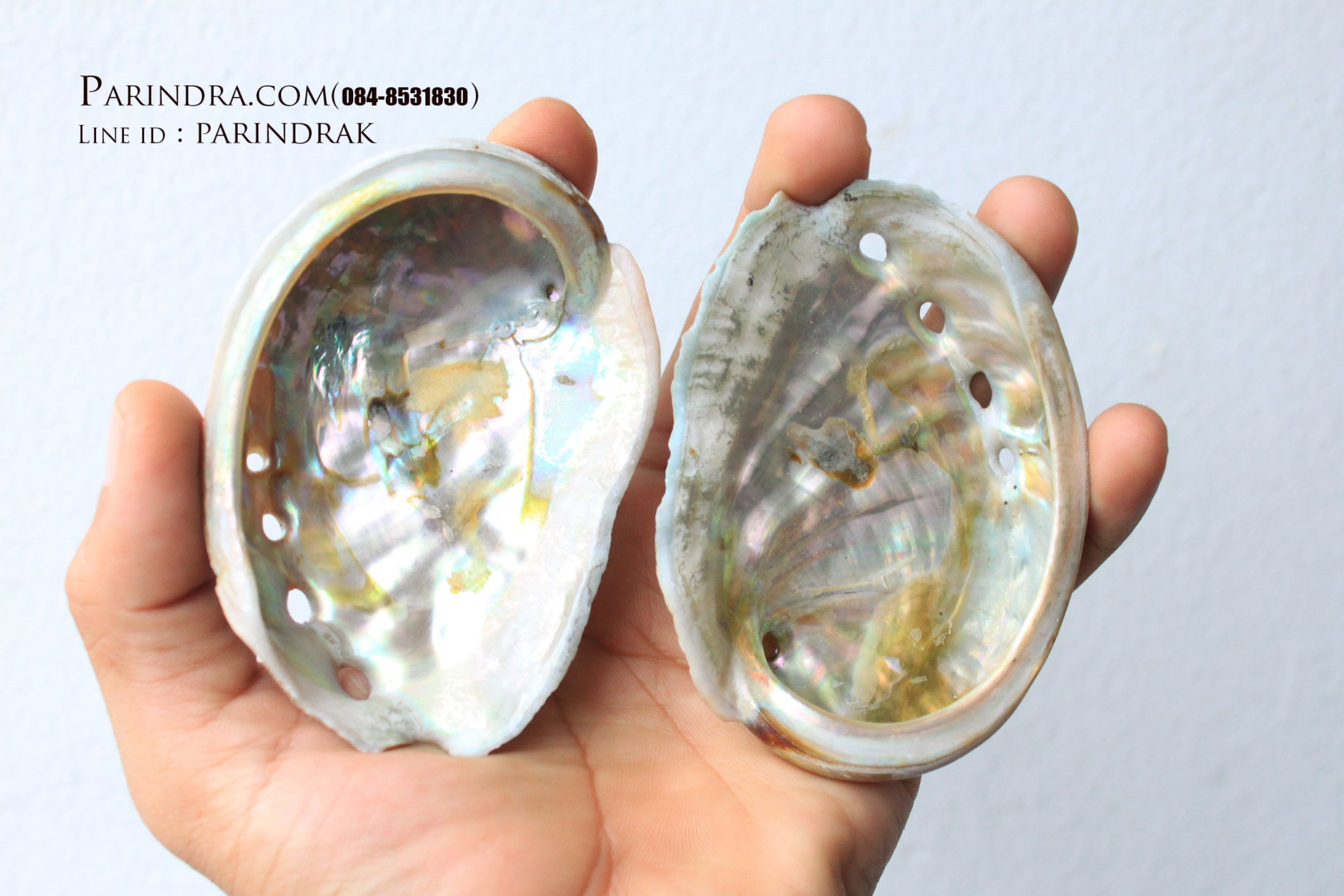 เปลือกหอยเป๋าฮื้อแท้ (Abalone) ผิวธรรมชาติ แบบคู่