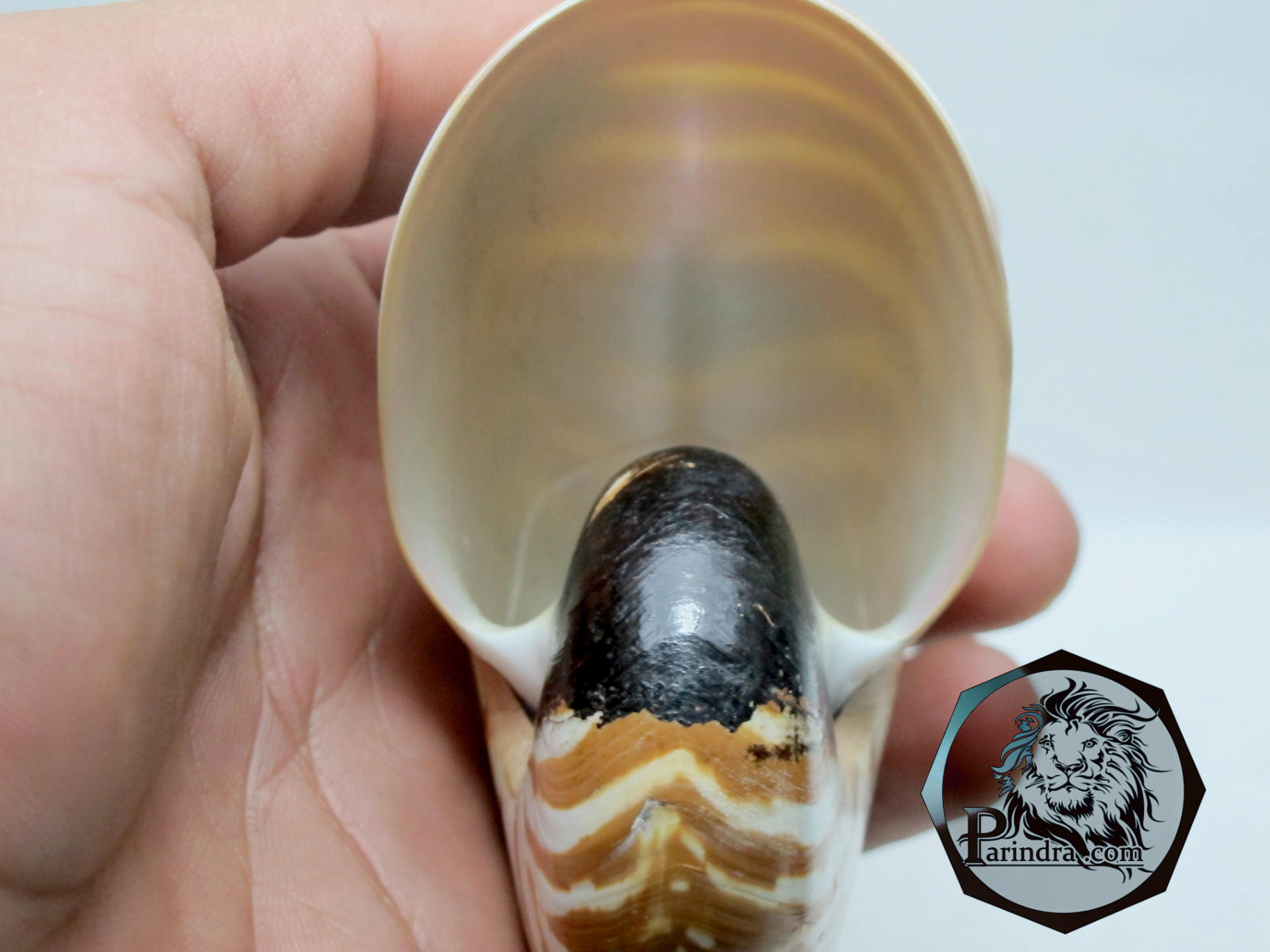 ขายเปลือกหอย นอติลุส งวงช้าง ขนาดเล็ก ผิวธรรมชาติยังไม่ขัด คัดสวย