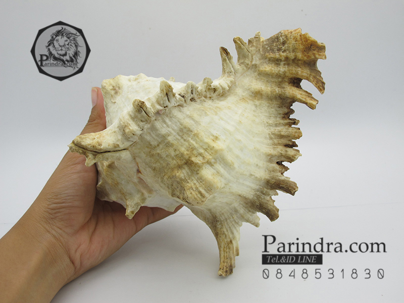 ขายเปลือกหอยสังข์มะระ