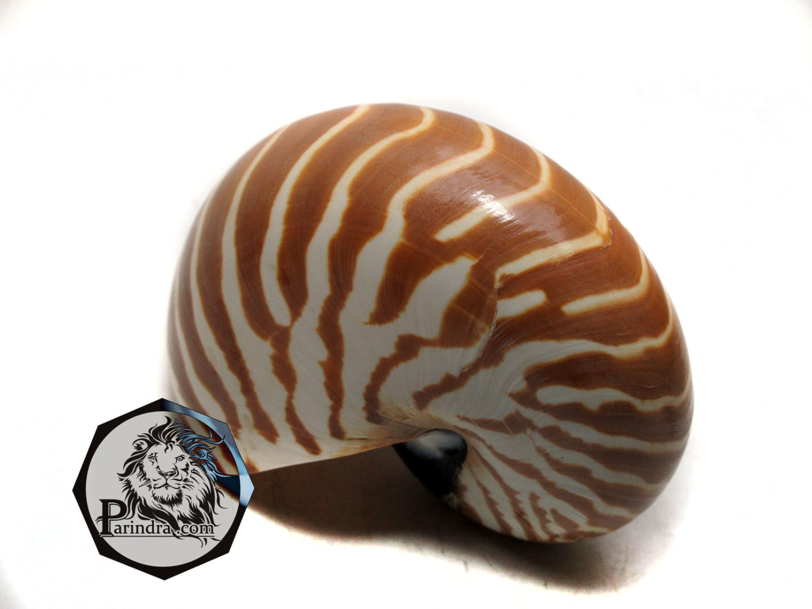 ขายเปลือกหอย นอติลุส งวงช้าง ขนาดเล็ก ผิวธรรมชาติยังไม่ขัด คัดสวย