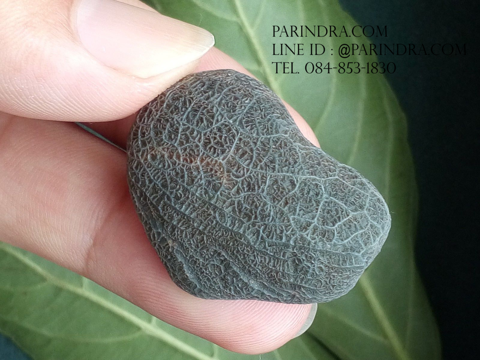 หินรูปทรงประหลาดจากทะเลทรายโกบี GOBI Filament Stone #GOBI002