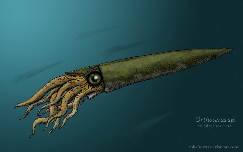 ฟอสซิล Nautiloid ออโทเซอรัส (Orthoceras sp.) - จาก Morocco #OT006