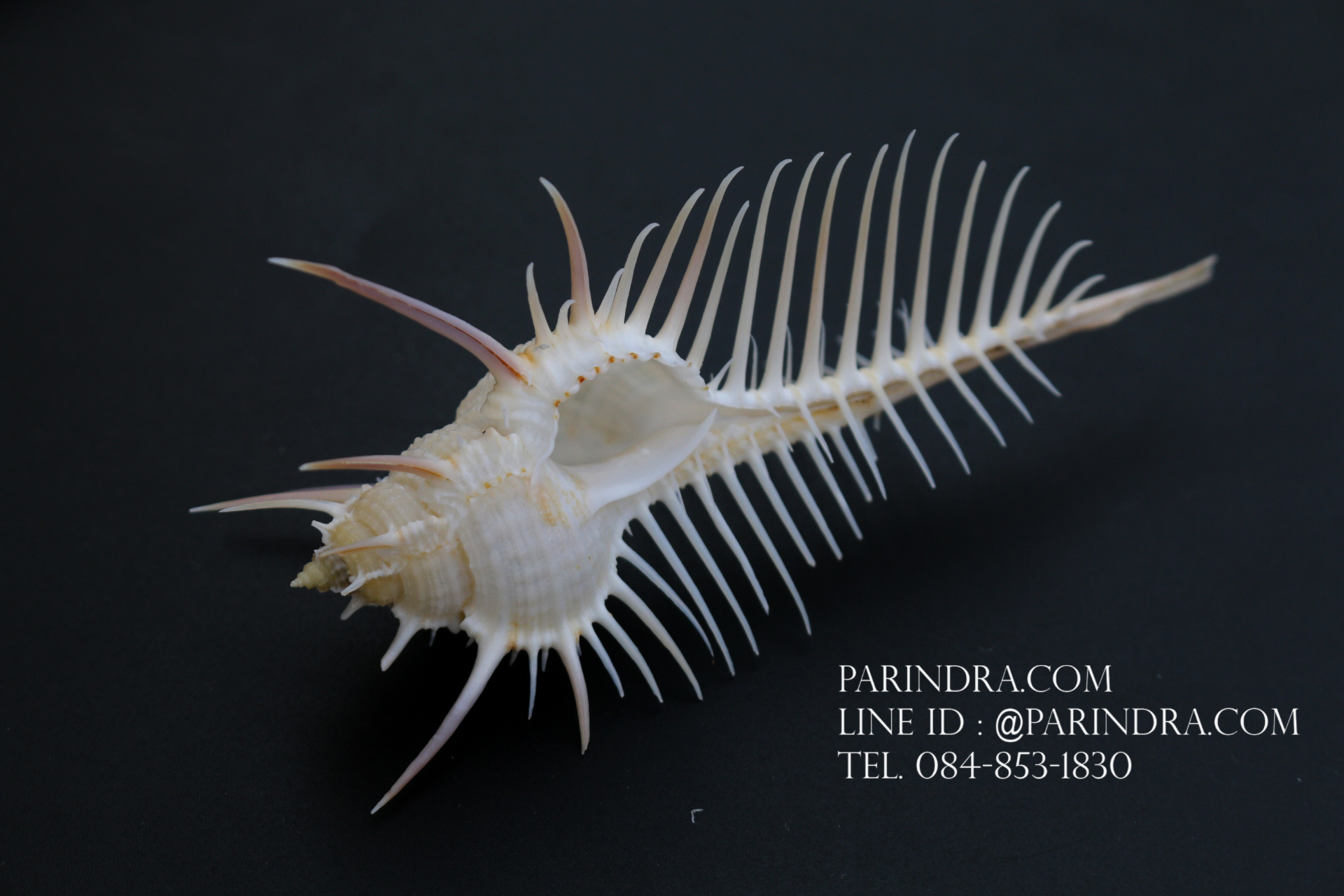 หอยสังข์หวี หอยสังข์หนาม (Murex pecten) ขนาด นิ้ว #MUREX005