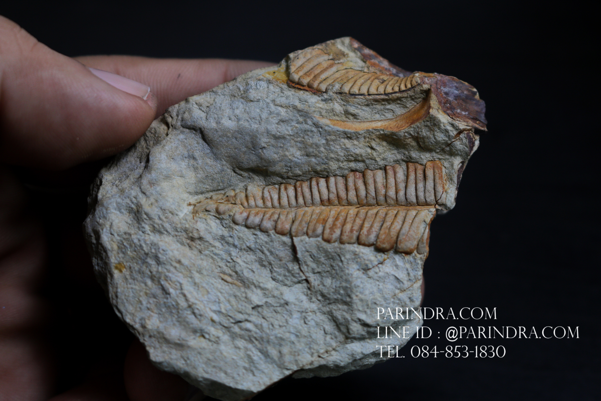 ฟอสซิลเฟิร์น ชนิด Callipteridium gigas จาก SPAIN #FRN007