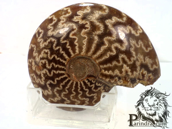 ฟอสซิลหอย Ammonite (Cleoniceras besairiei) #AM022