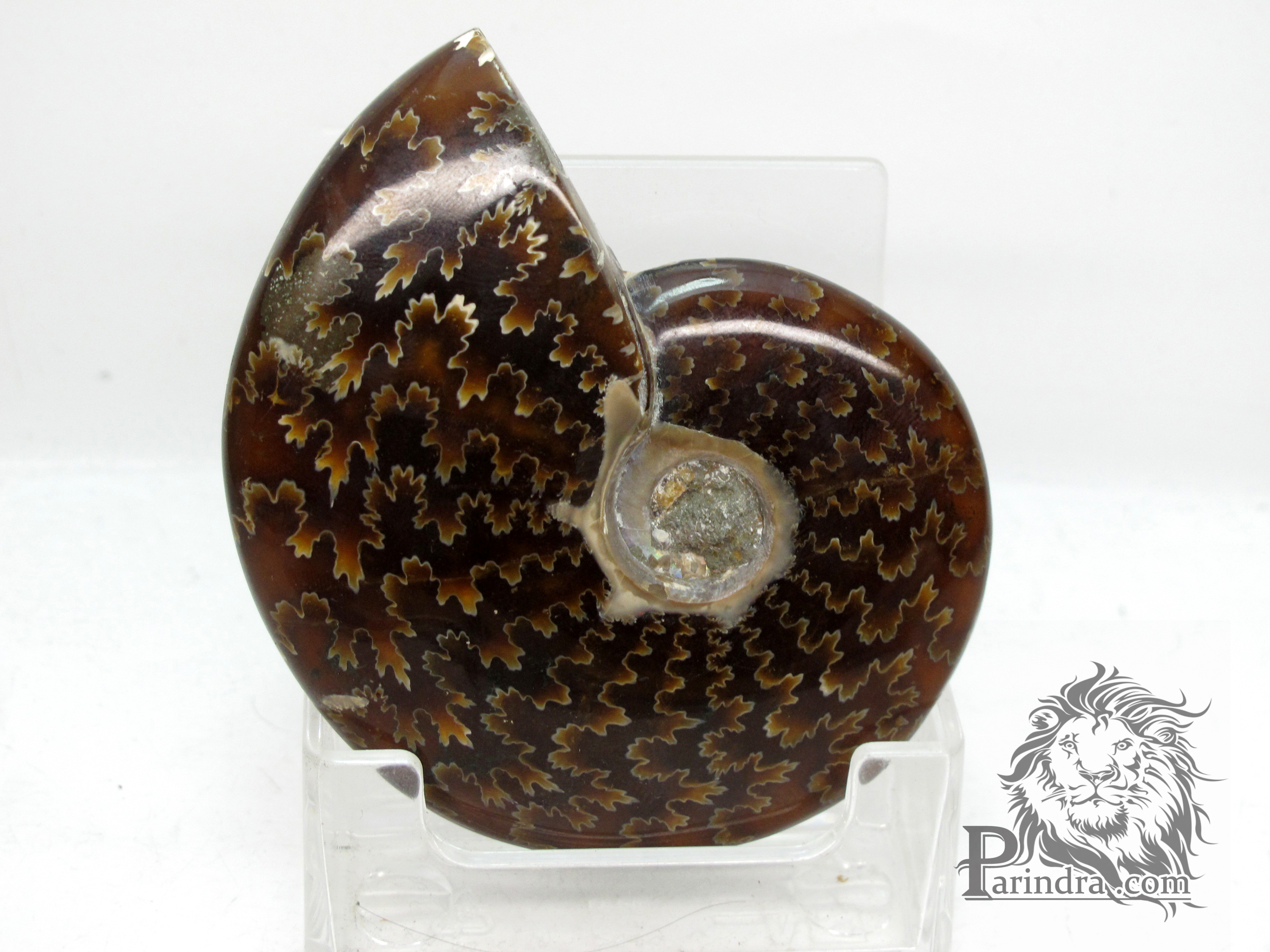 ฟอสซิล Ammonite (Cleoniceras besairiei) Fossil คัดสวยพิเศษ #AM021