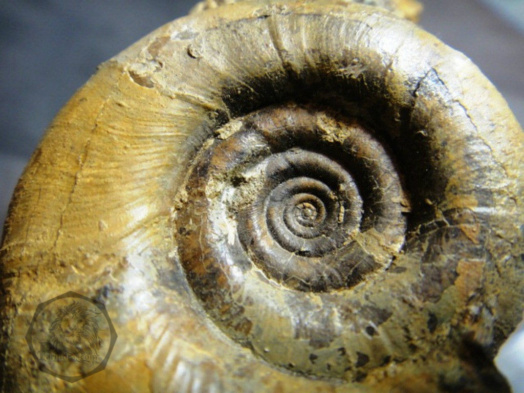 ฟอสซิลหอยแอมโมไนท์ (Gaudryceras sp.) หายาก Fossil จากประเทศ Hokkaido, Japan #AM012