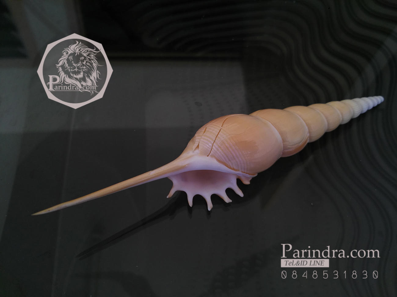 เปลือกหอยเจดีย์ Spindle Tibia (Tibia fusus) ขนาด 6 นิ้ว