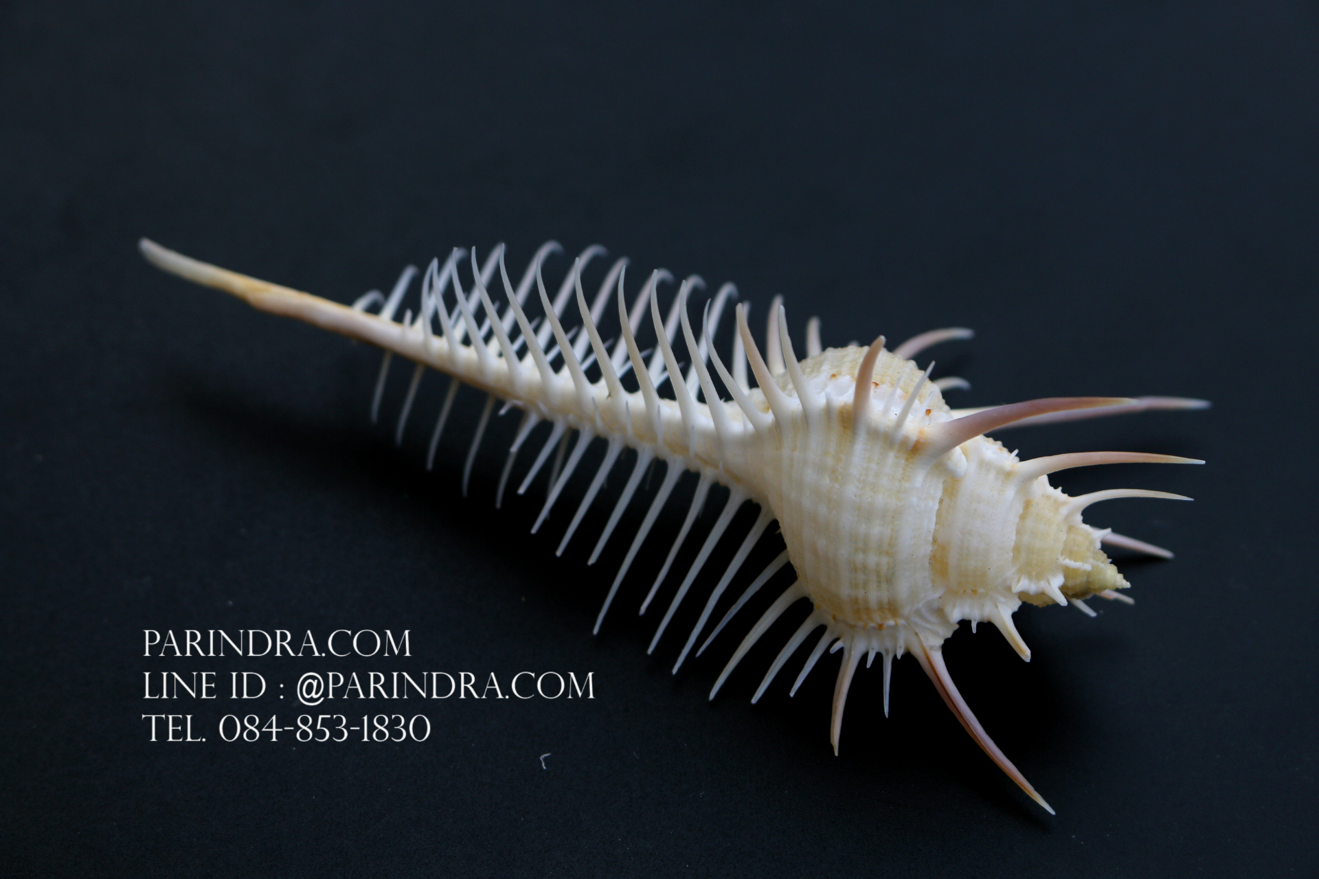 หอยสังข์หวี หอยสังข์หนาม (Murex pecten) ขนาด นิ้ว #MUREX005