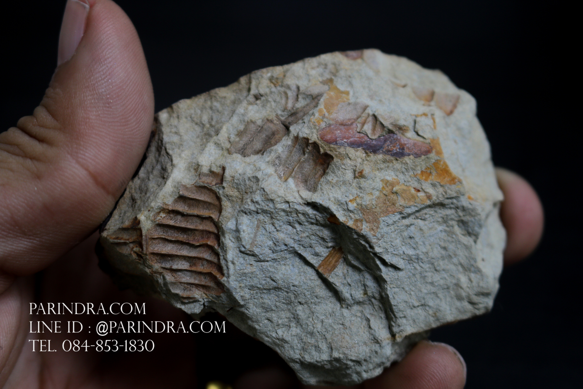 ฟอสซิลเฟิร์น ชนิด Callipteridium gigas จาก SPAIN #FRN007