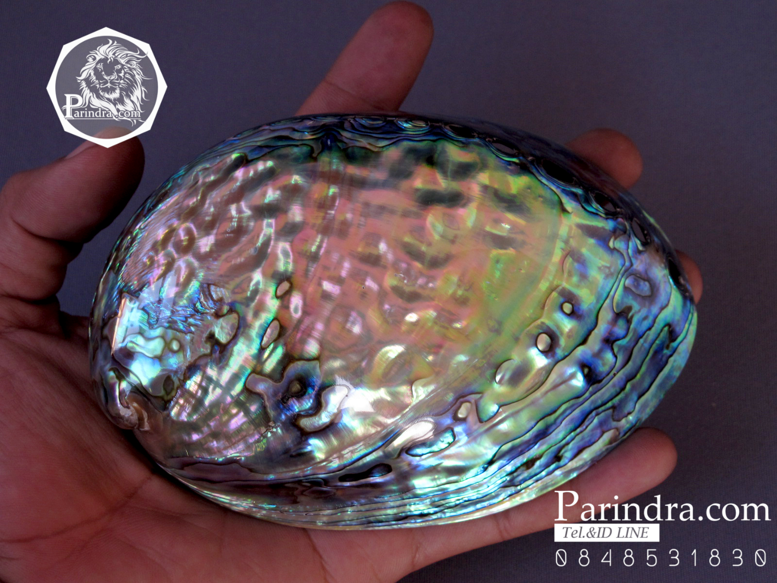 เปลือกหอยเป๋าฮื้อแท้ (Abalone) ขัด สีปีกแมลงทับ ขนาดใหญ่ HA002