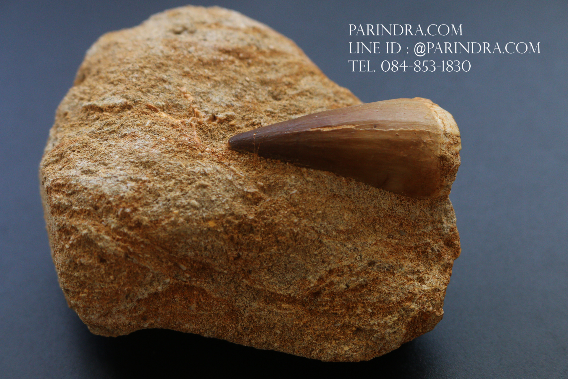 ฟันมีโซซอร์ Mosasaurus Tooth บน Matrix - Khourigba, Morocco #MSS000