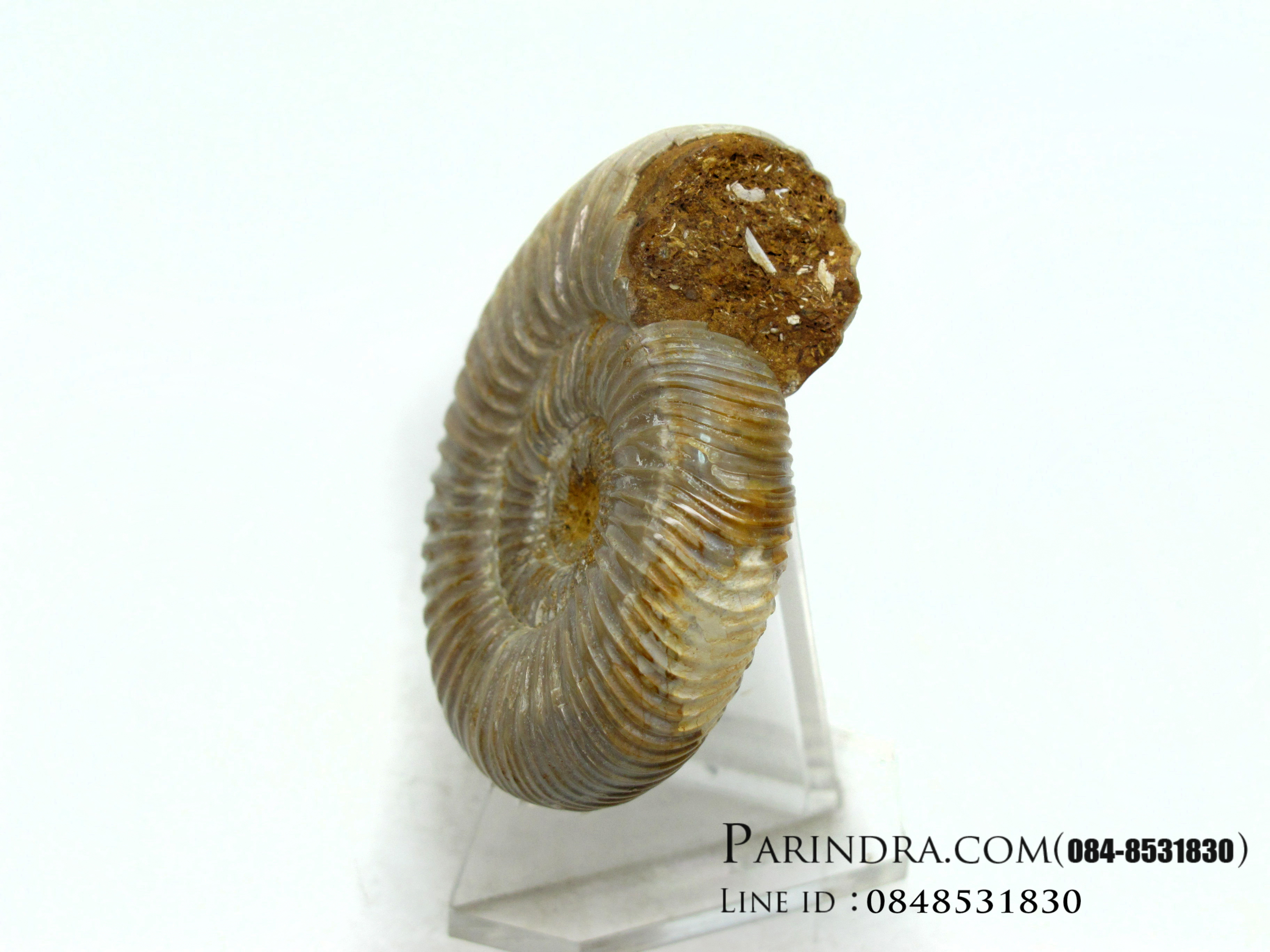 ฟอสซิลหอยแอมโมไนท์ (Perisphinctes virguloides) Fossil จากประเทศ Madagascar #AM010