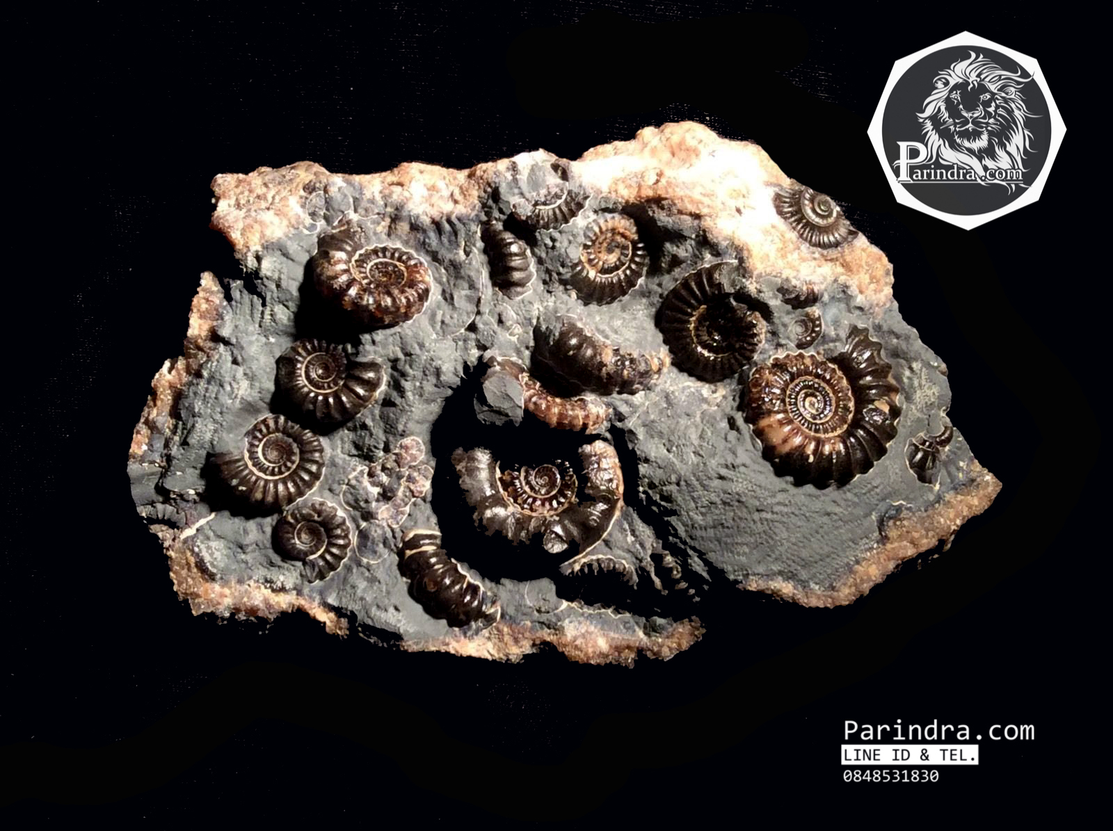 ฟอสซิลหอย Ammonite Promicroceras และ Xipheroceras- จากหาด Charmouth UK #AM007