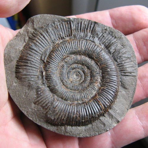 ฟอสซิลหายาก Ammonite ชนิด Dactylioceras tenuicostatum. #AM000