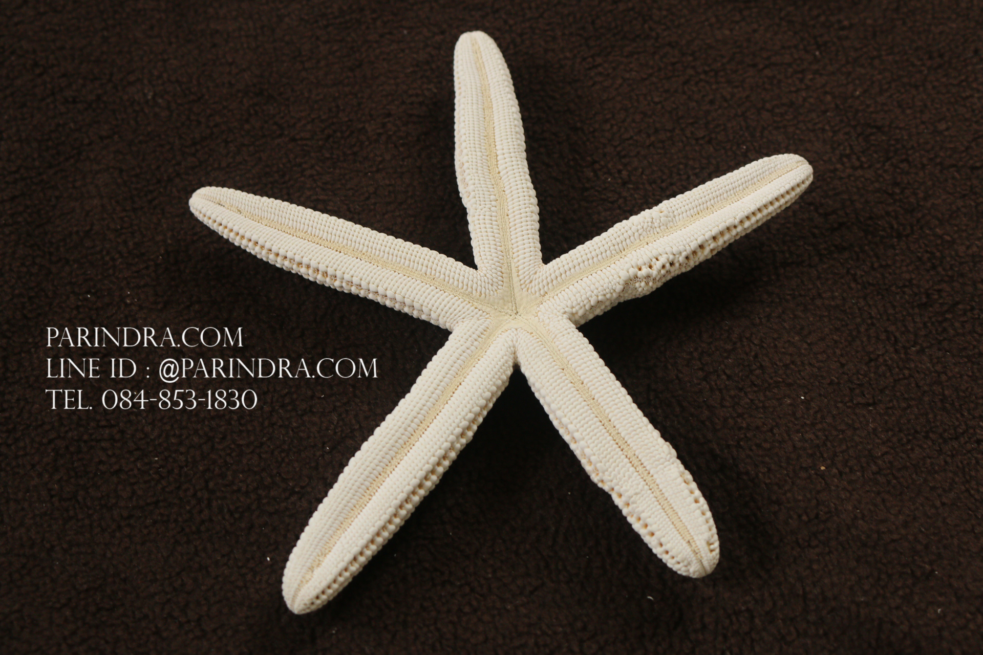 ปลาดาวอ้วน ขนาด 6.5 นิ้ว สวยคัดพิเศษ RSF #009 (สินค้าตามรูป)