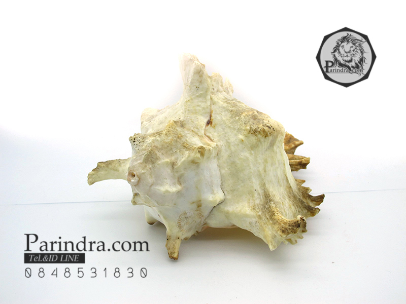 ขายเปลือกหอยสังข์มะระ