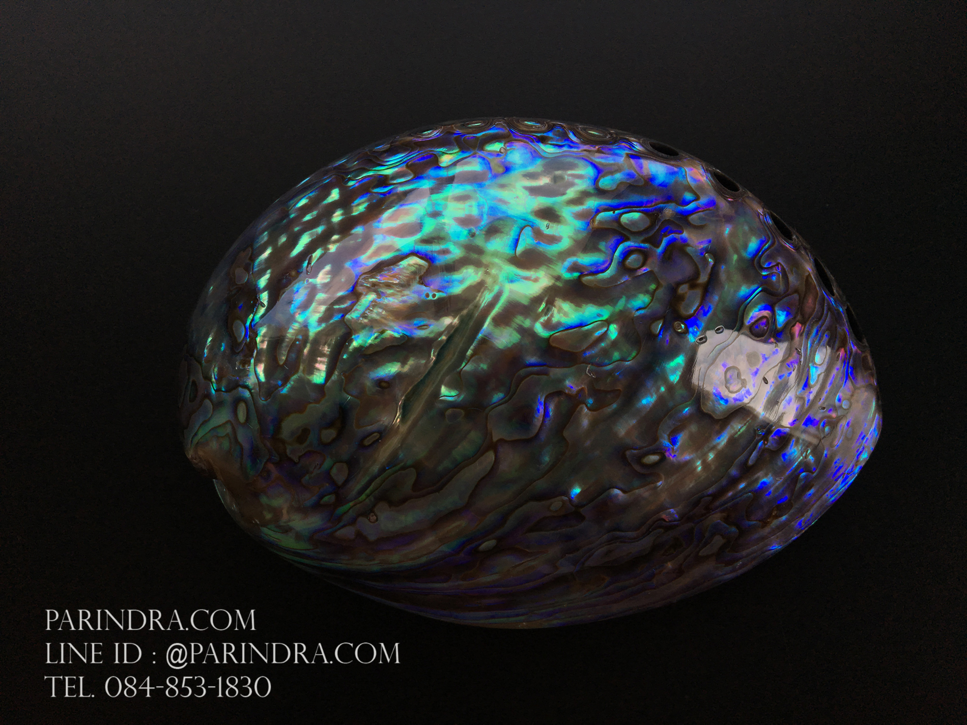 เปลือกหอยเป๋าฮื้อแท้ (Abalone) นิวซีแลนด์ ขัด สีปีกแมลงทับ #HA008