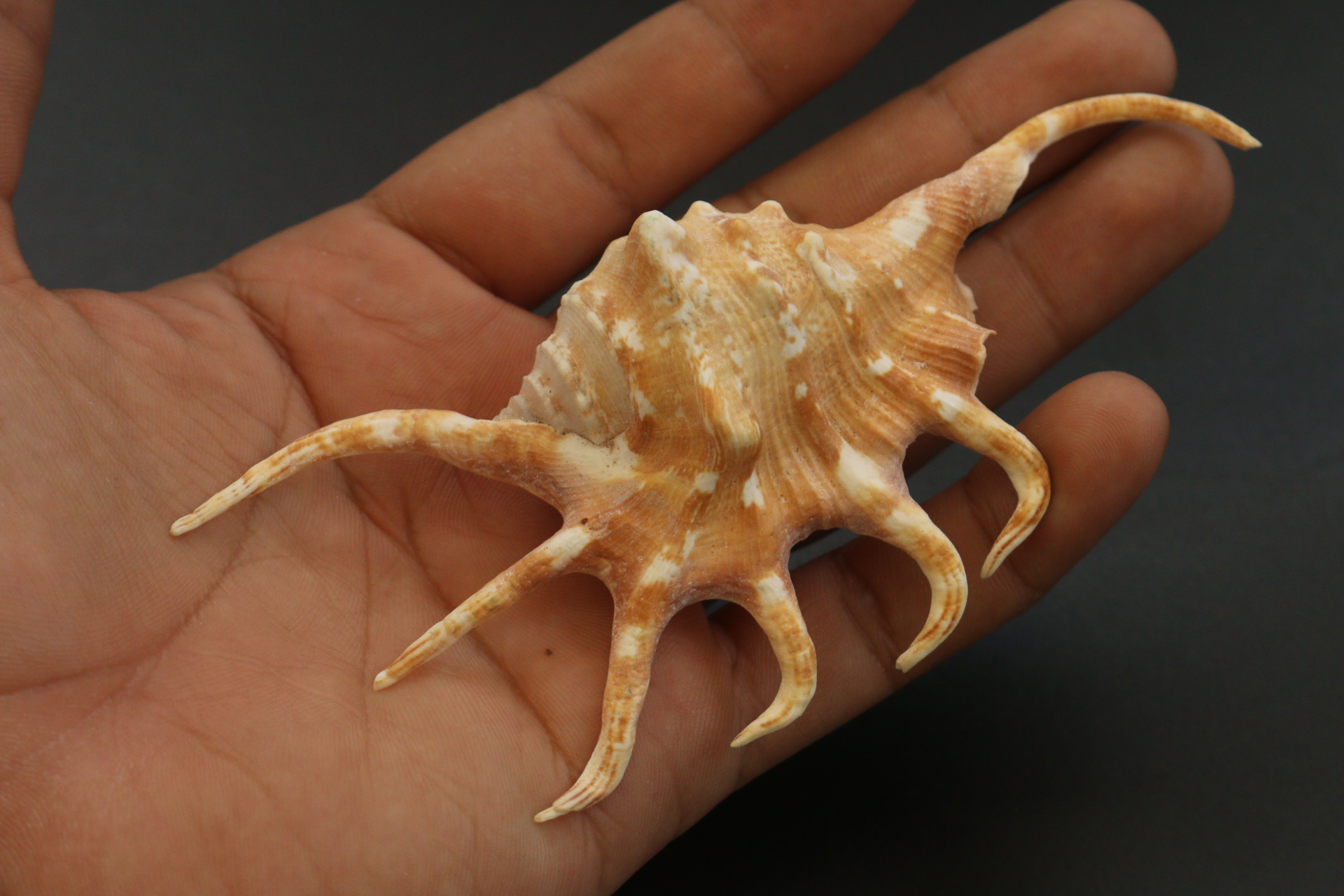 ขายเปลือกหอยจักรนารายณ์ LAMBIS CROCATA สภาพสมบูรณ์ #LC006