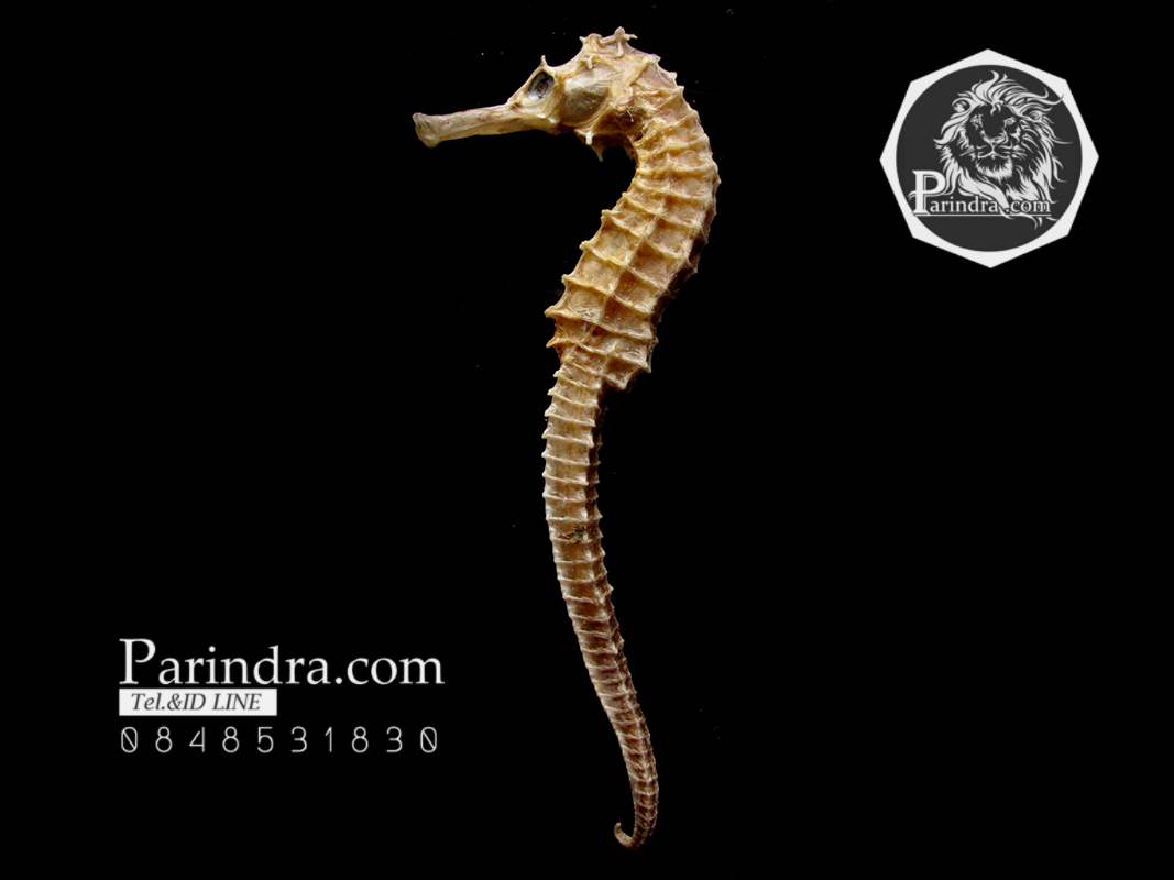 ม้าน้ำตากแห้ง สำหรับเป็นของที่ระลึกหรือพวงกุญแจ 028