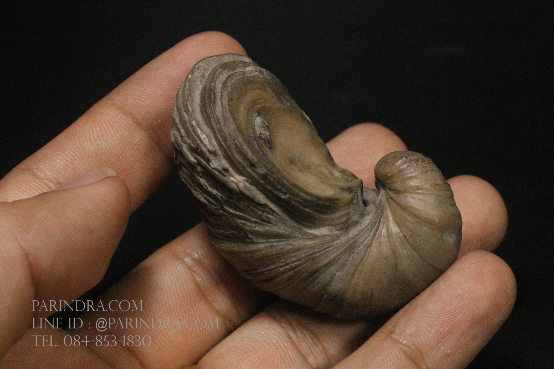 ฟอสซิลหอยนางรมโบราณ ชนิด Gryphaea arcuata จาก England #GRY001