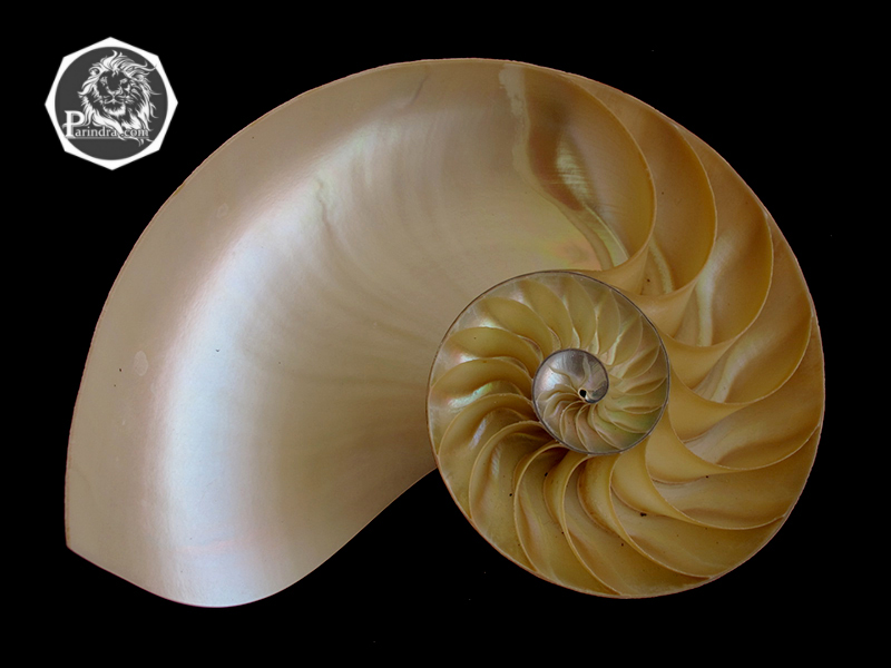 ขายเปลือกหอยงวงช้าง นอติลุสแบบผ่าซีก Nautilus Pompilus หอยหายาก