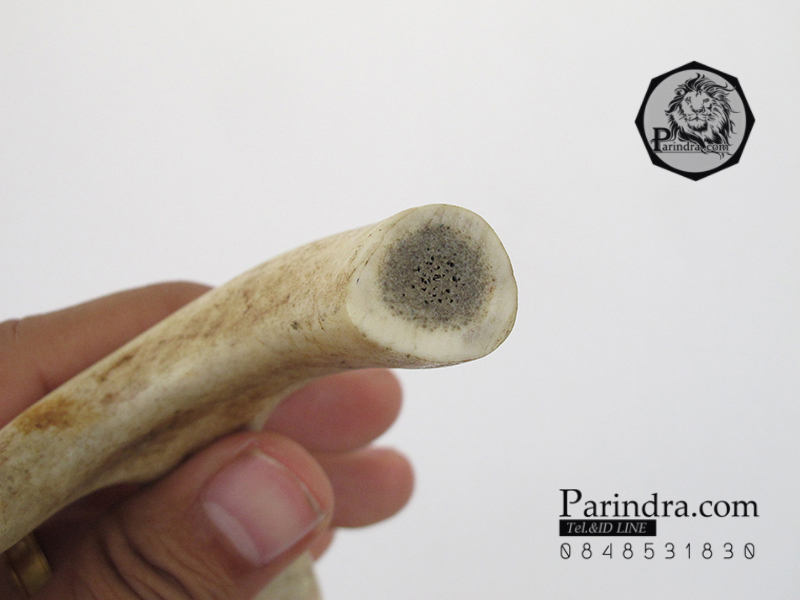 เขากวาง โค้งเว้าได้สัดส่วน หายากสภาพสมบูรณ์ ขนาด 8 นิ้ว