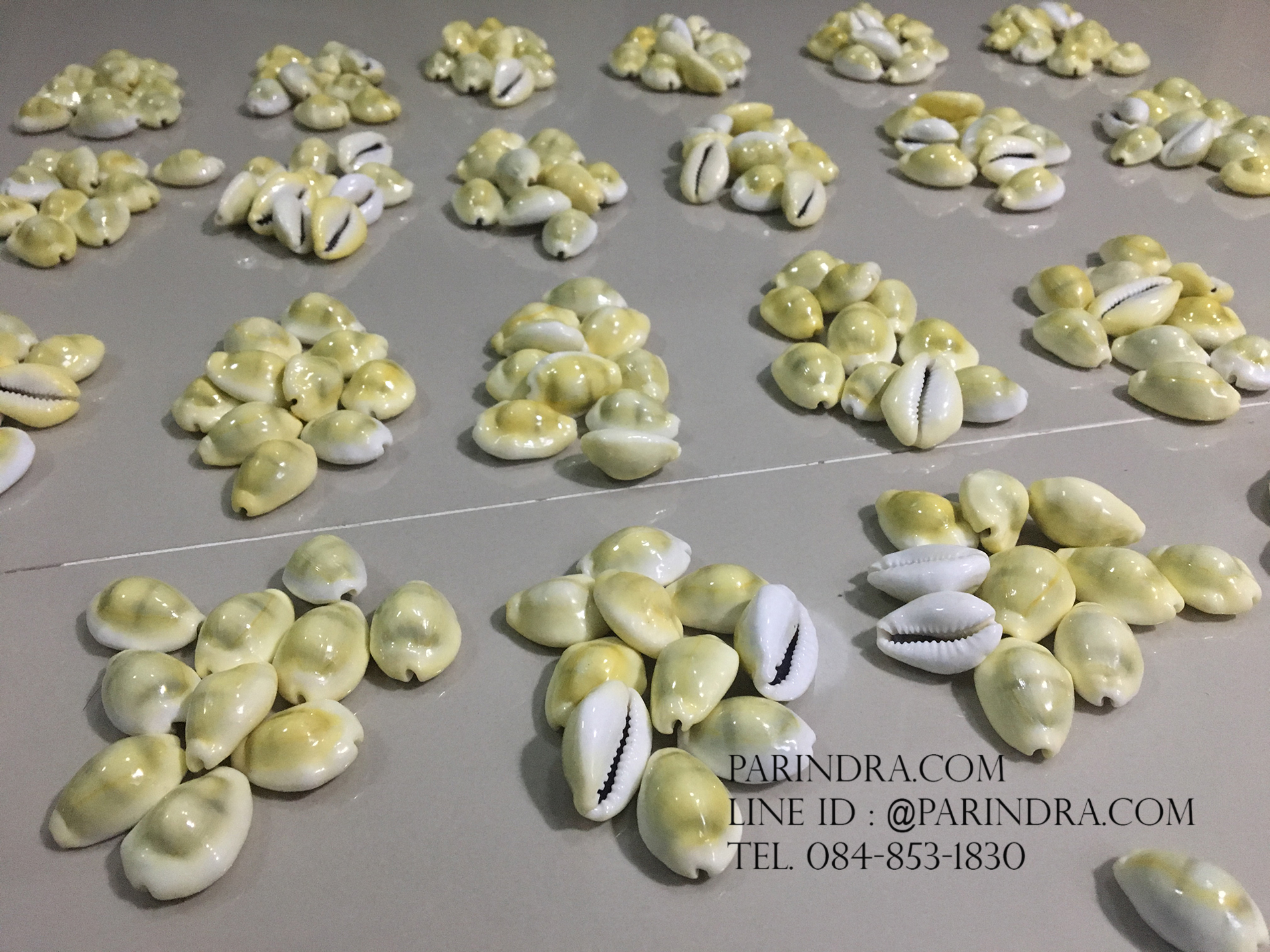 ขายเปลือกหอยเบี้ยจั๊กจั่น หอยเบี้ยจั่นแพ็คถุง 1 กิโลกรัม