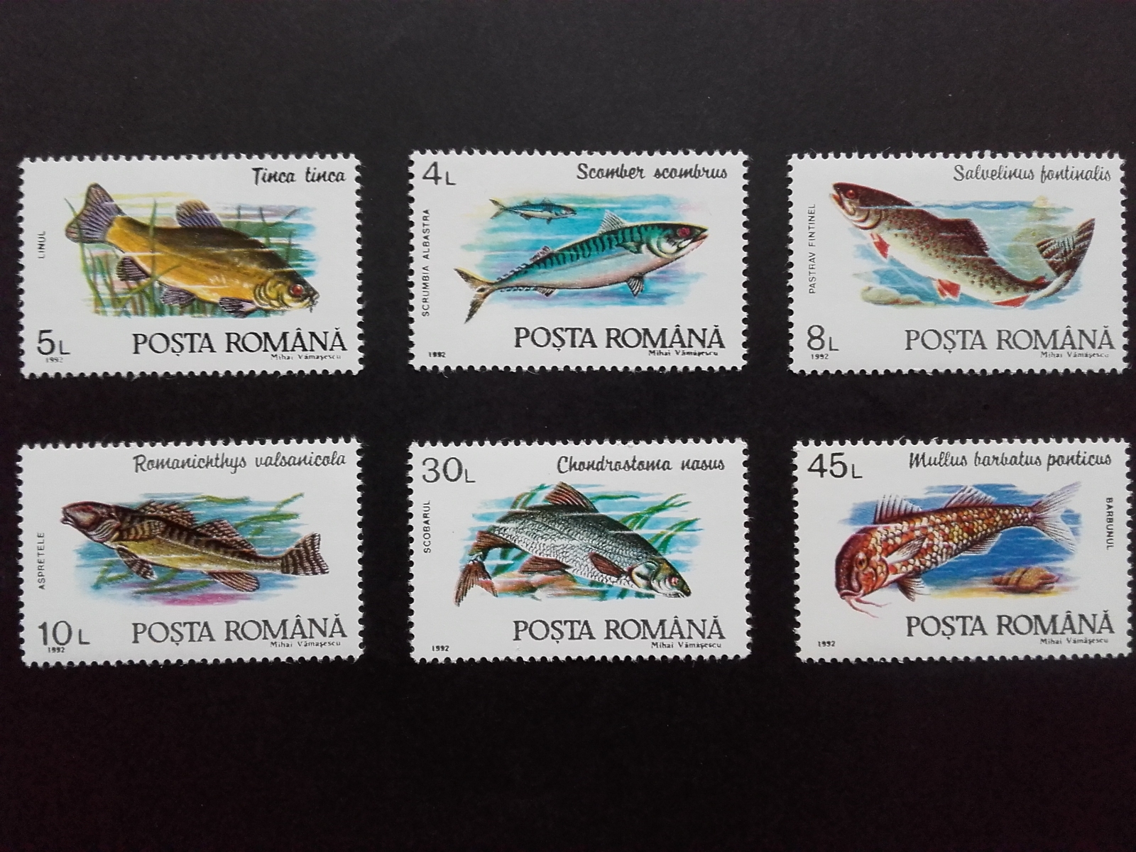 แสตมป์โรมาเนีย ชุด MARINE FISH ปลาสายพันธุ์ต่างๆ ปี 1992 - ROMANIA