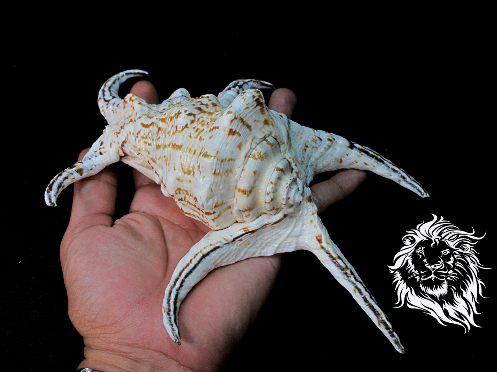 ขายเปลือกหอยจักรนารายณ์ Lambis chiragra สภาพสมบูรณ์ #LC000