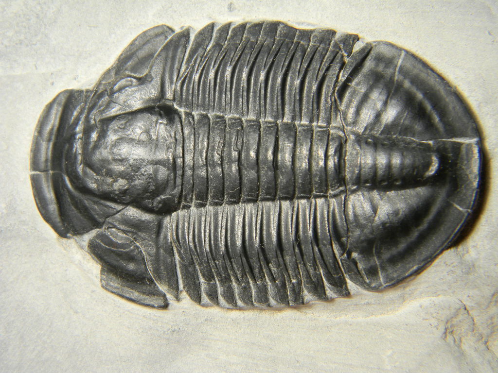 ฟอสซิล Trilobite จากรัฐ Utah USA #TLB001