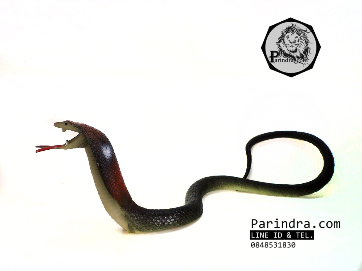 โมเดลงูเห่า เหมือนจริงมาก ทำจากยางยืดหยุ่น สวยๆครับ