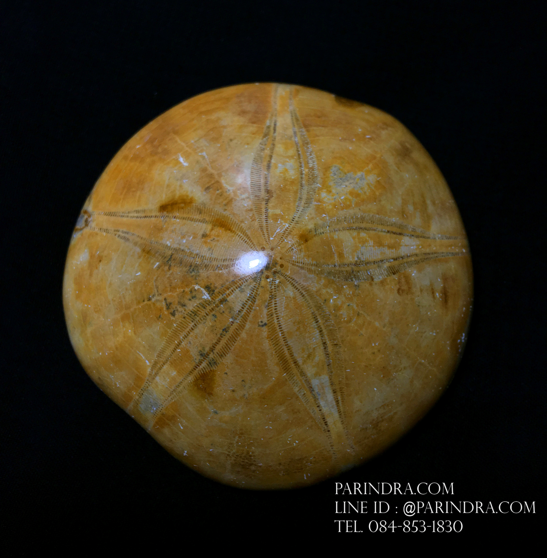 ฟอสซิล Sand Dollar FOSSIL Echinoid จาก Madagascar #SDF002