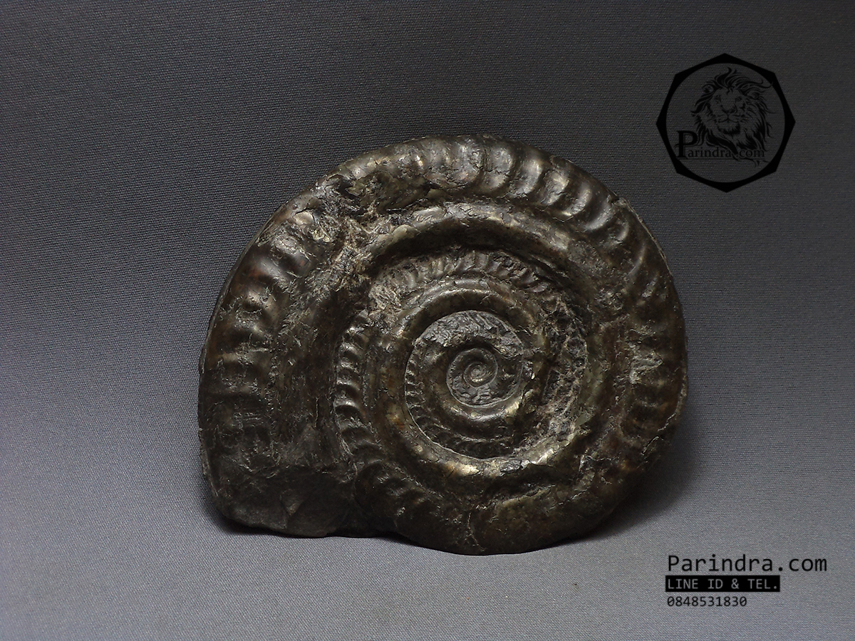 ฟอสซิลหอย Ammonite (Hildoceras bifrons) Whitby Fossil UK #AM030