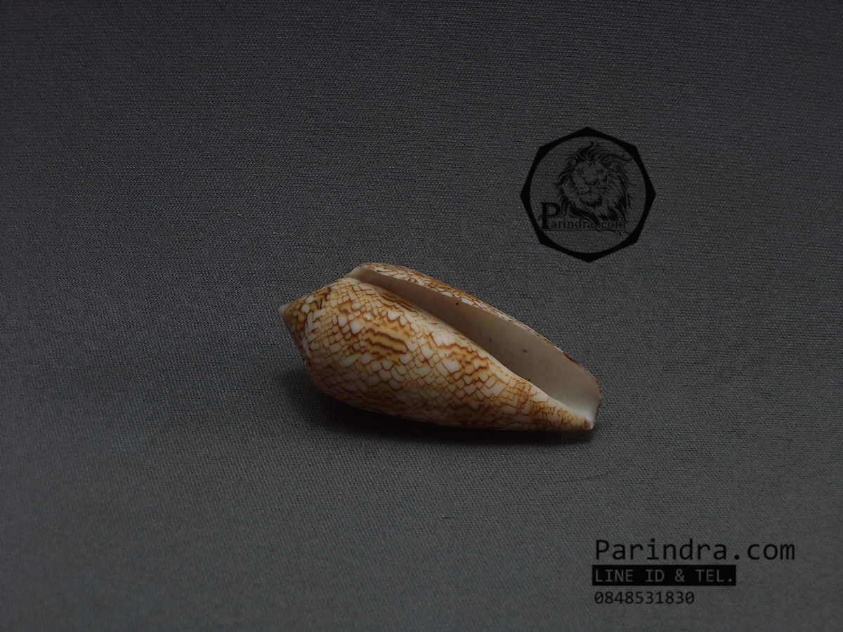 ขายเปลือกหอยเต้าปูน หอยสวยงามเพื่อการตกแต่ง สภาพสมบูรณ์