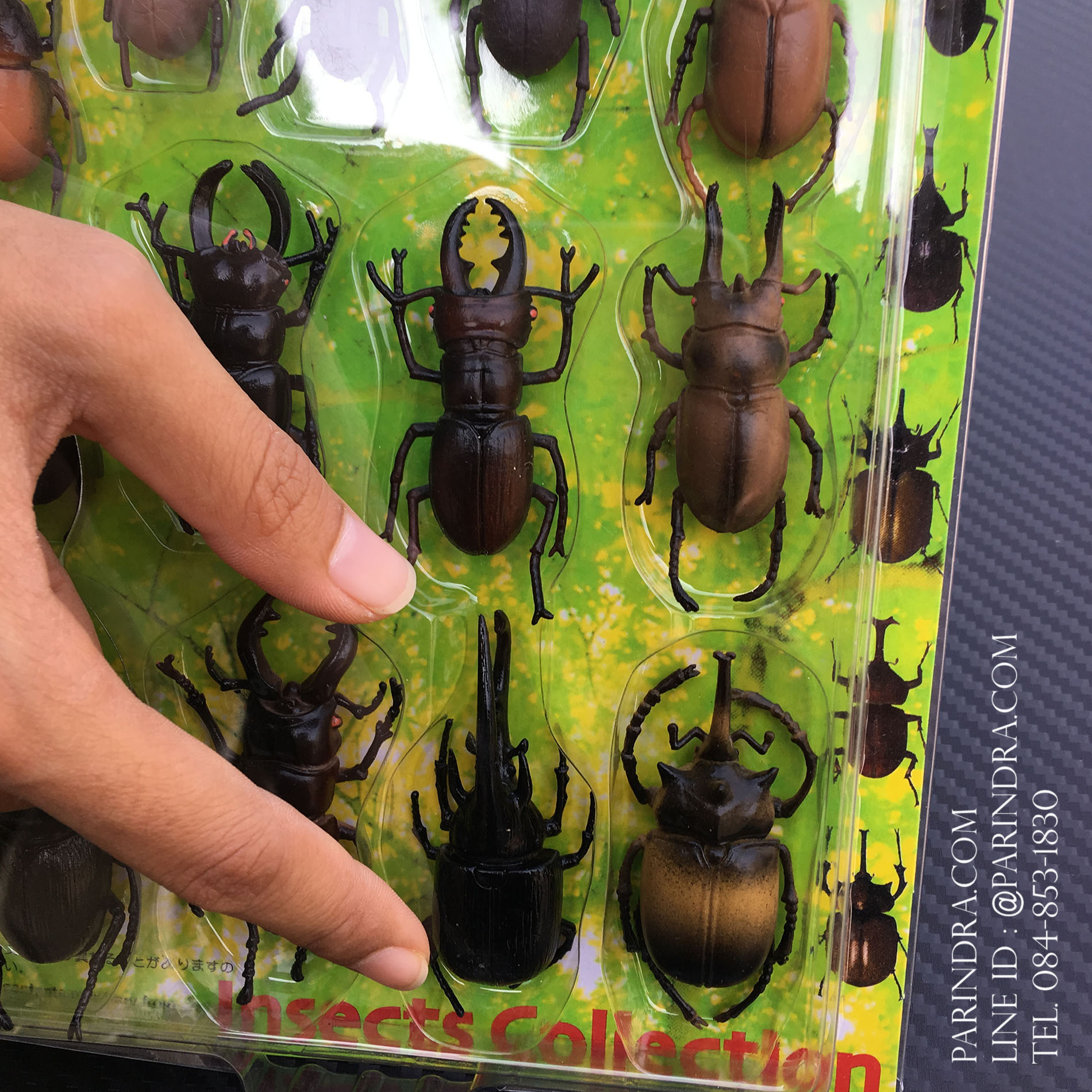 โมเดลชุด ด้วงและแมลงปีกแข็ง ชุดที่ 1