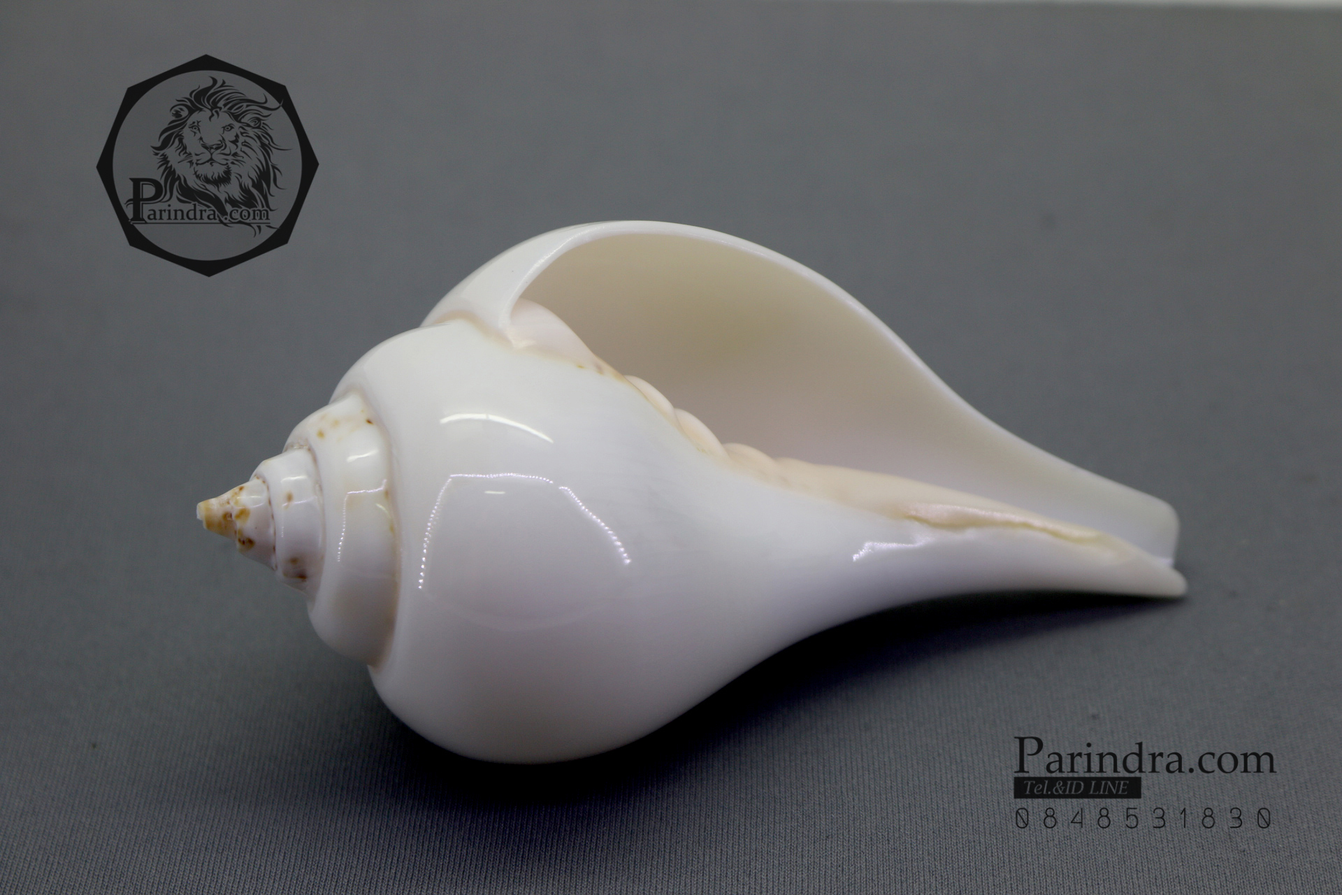 ขายหอยสังข์อินเดีย หอยสังข์เป่า หอยสังข์รดน้ำ (Turbinella pyrum) ขนาด 4.5 นิ้ว #TUP000